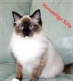 /album/kitty/kitty-2014042103-jpg/